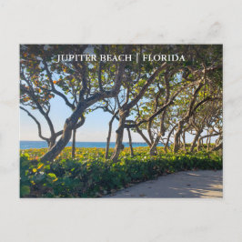 Jupiter Florida Postcard Ocean Pier and Sea Grapes Vykort