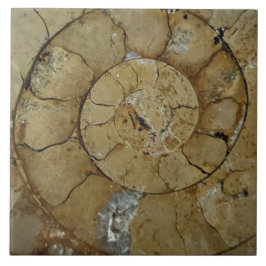 Jurassic kusten ammonite stor kakelplatta
