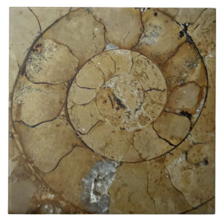 Jurassic kusten ammonite stor kakelplatta