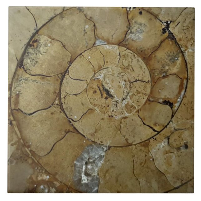 Jurassic kusten ammonite stor kakelplatta (Framsidan)