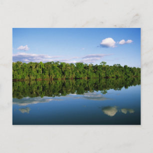 Juruena, Brasilien. Skogklädd flodstrand reflekter Vykort