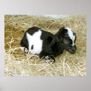 Just Born Poster