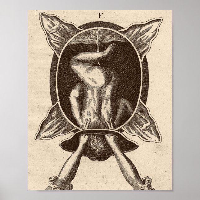 Justine Siegemund Court Midfru Birth Illustration Poster (Framsidan)