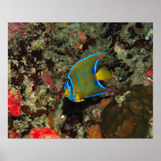 Juvenile Angelfish Poster