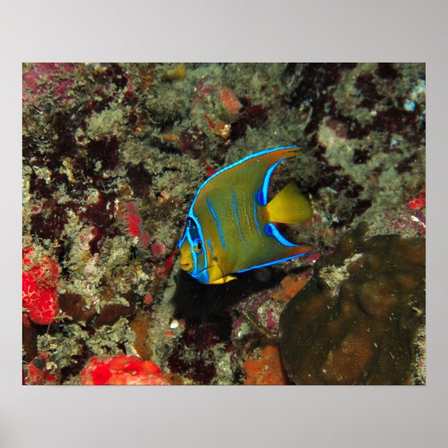Juvenile Angelfish Poster (Framsidan)