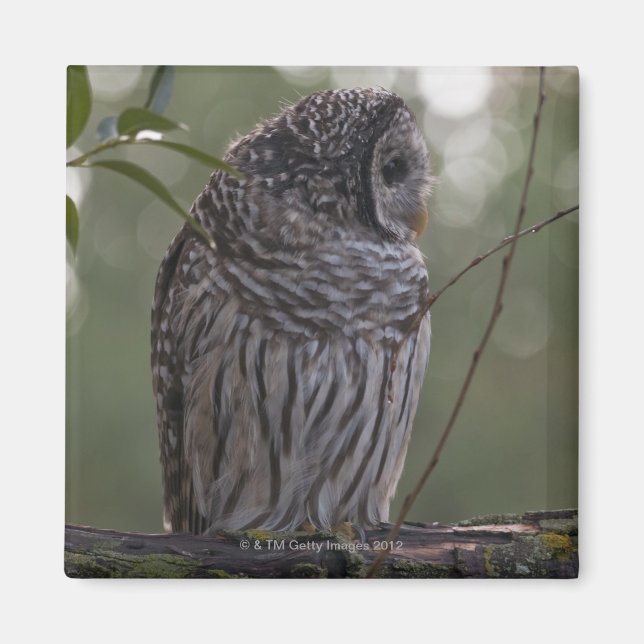 Juvenile Barred Uggla (Strix varia) 2 Magnet (Framsidan)