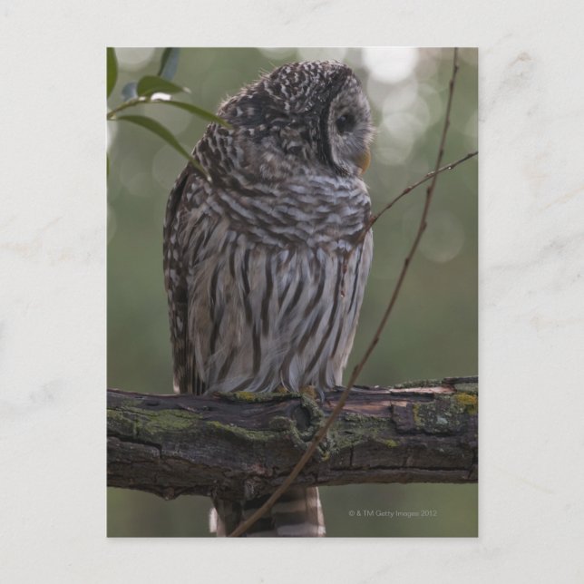 Juvenile Barred Uggla (Strix varia) 2 Vykort (Framsida)