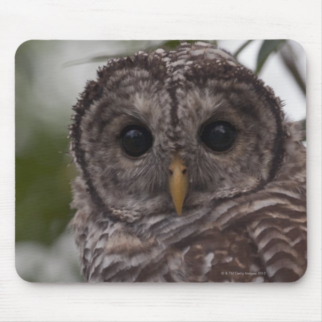 Juvenile Barred Uggla (Strix varia) Musmatta (Framsidan)