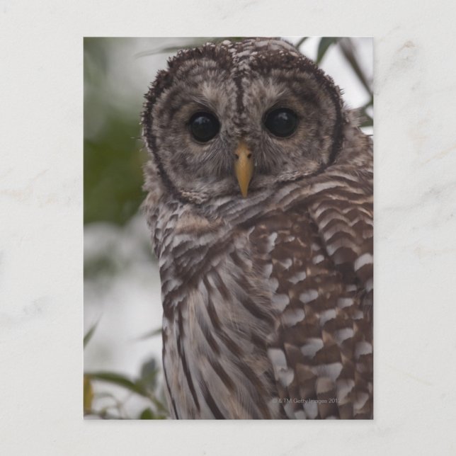 Juvenile Barred Uggla (Strix varia) Vykort (Framsida)