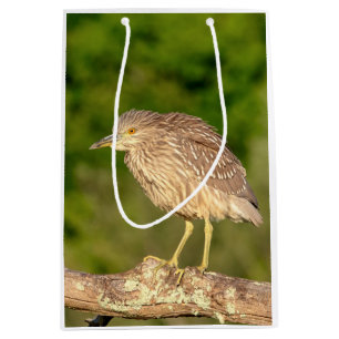 Juvenile Black Crowned Night Heron