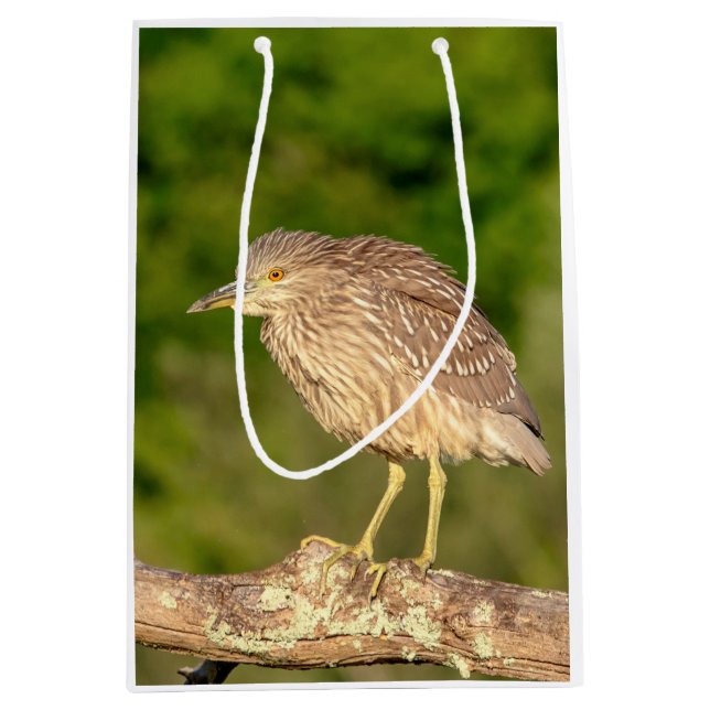 Juvenile Black Crowned Night Heron (Framsidan)