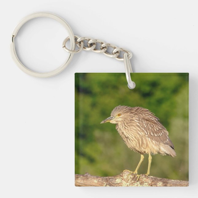Juvenile Black Crowned Night Heron (Framsidan)