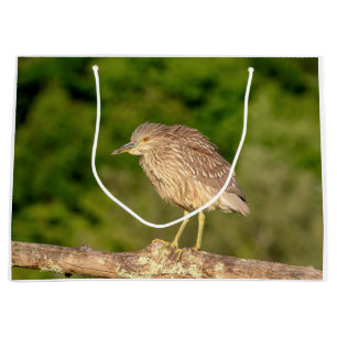 Juvenile Black Crowned Night Heron