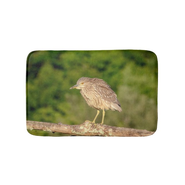Juvenile Black Crowned Night Heron Badrumsmatta (Framsidan)