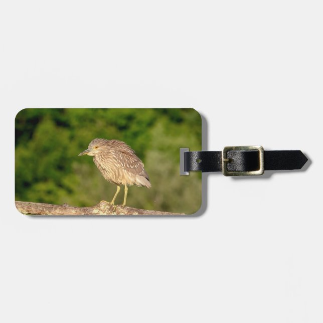 Juvenile Black Crowned Night Heron Bagagebricka (Horisontell Framsida)