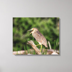 Juvenile Black Crowned Night Heron Canvastryck