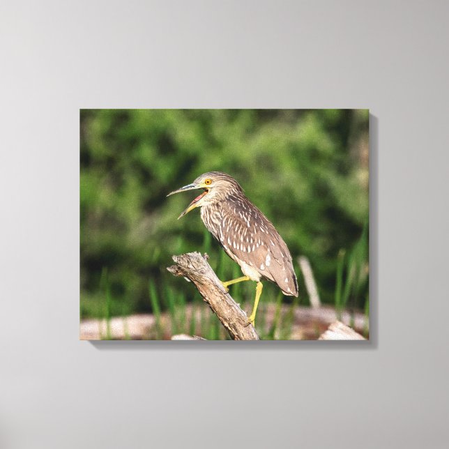 Juvenile Black Crowned Night Heron Canvastryck (Framsida)