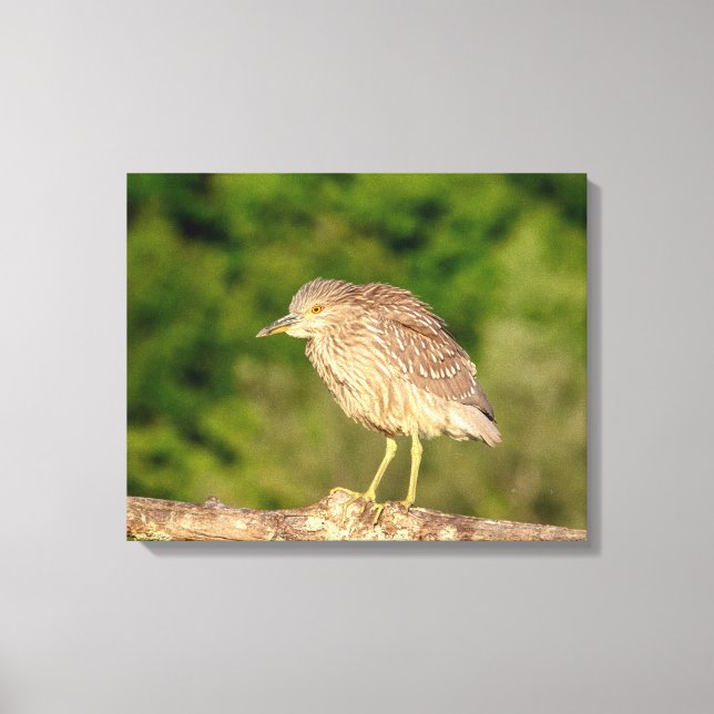 Juvenile Black Crowned Night Heron Canvastryck (Framsida)