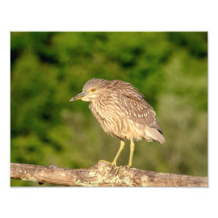Juvenile Black Crowned Night Heron Fototryck