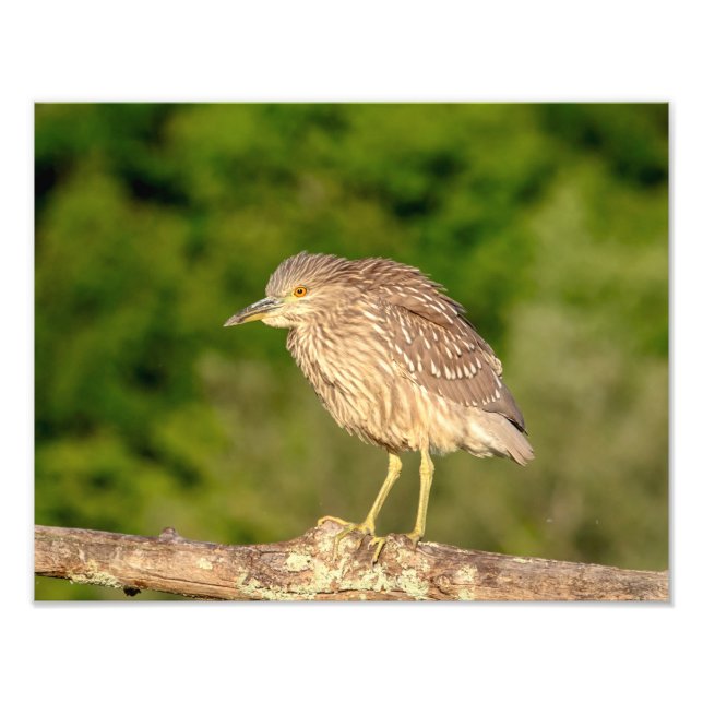 Juvenile Black Crowned Night Heron Fototryck (Framsidan)