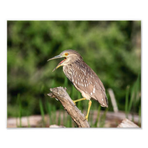 Juvenile Black Crowned Night Heron Fototryck