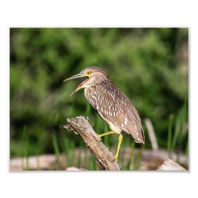 Juvenile Black Crowned Night Heron Fototryck (Framsidan)