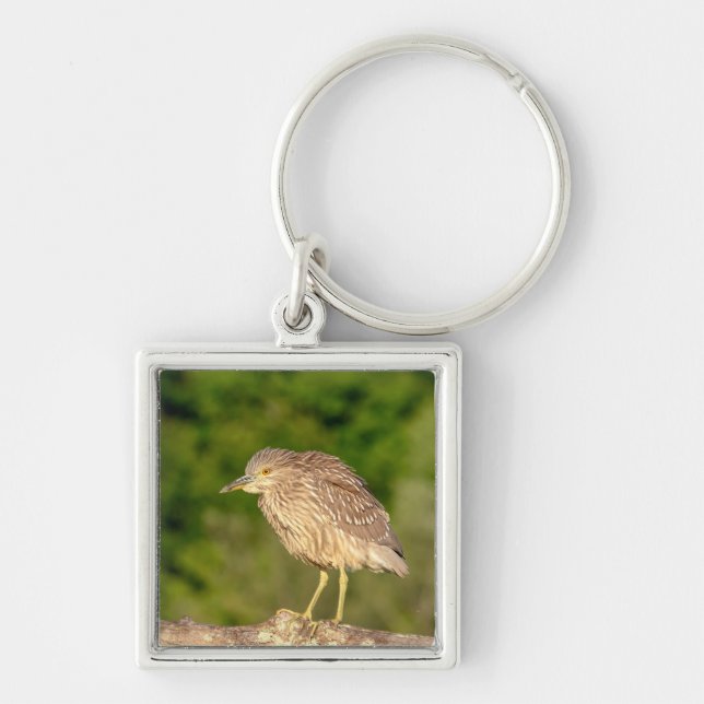 Juvenile Black Crowned Night Heron Fyrkantig Silverfärgad Nyckelring (Framsidan)