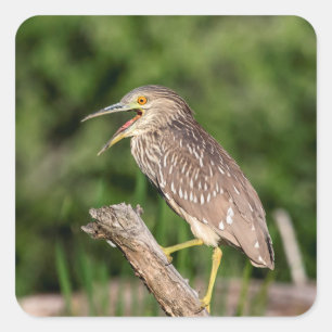 Juvenile Black Crowned Night Heron Fyrkantigt Klistermärke