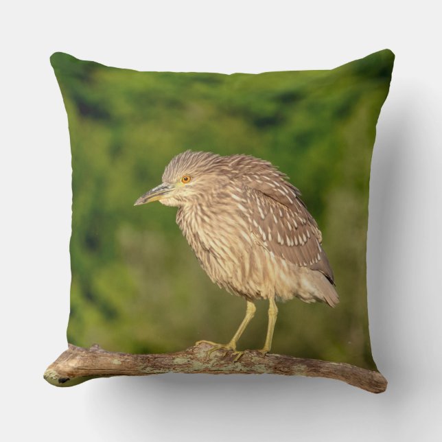 Juvenile Black Crowned Night Heron Kudde (Framsida)