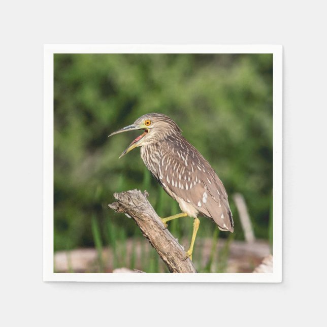 Juvenile Black Crowned Night Heron Pappersservett (Framsidan)