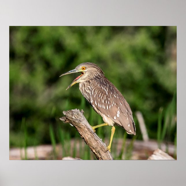Juvenile Black Crowned Night Heron Poster (Framsidan)