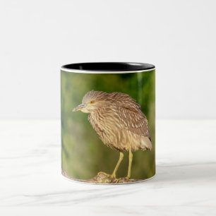 Juvenile Black Crowned Night Heron Två-Tonad Mugg