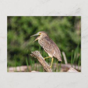 Juvenile Black Crowned Night Heron Vykort