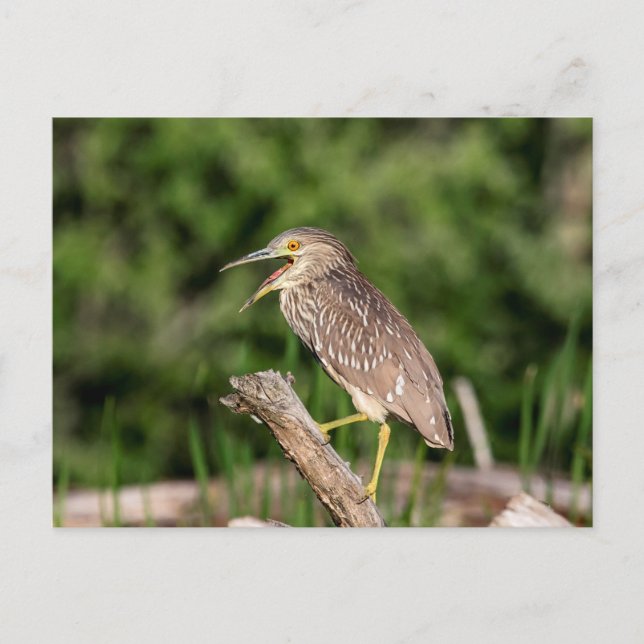 Juvenile Black Crowned Night Heron Vykort (Framsida)