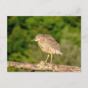 Juvenile Black Crowned Night Heron Vykort