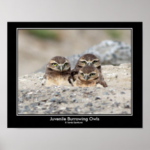 Juvenile Burrowing Uggla Poster