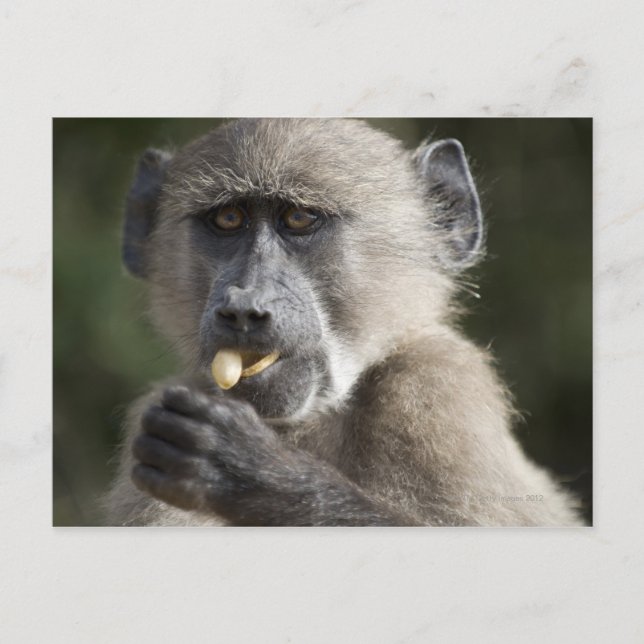Juvenile Chacma baboon (Papio ursinus) äter nöt Vykort (Framsida)