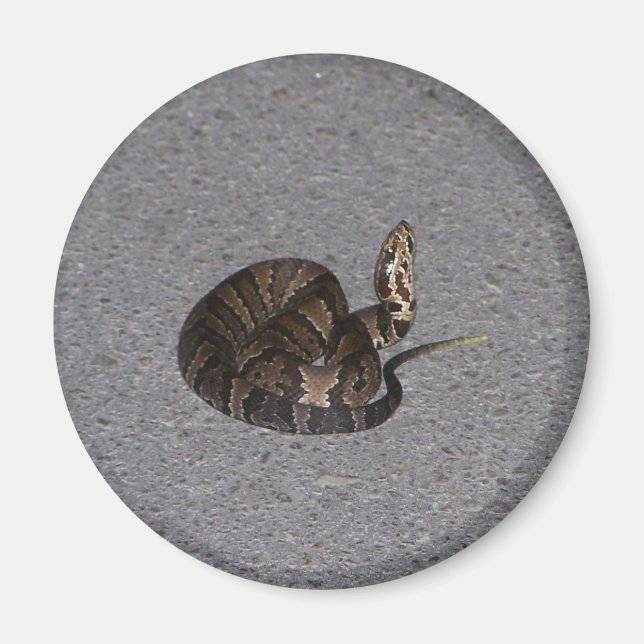 Juvenile Cottonmouth Snake Magnet (Framsidan)