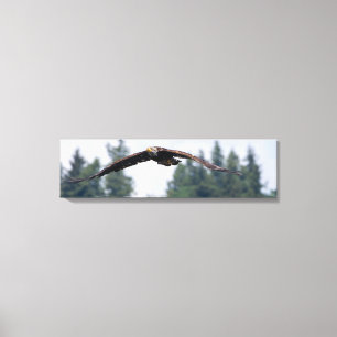 Juvenile Eagle som flyger i Kanvastrycket Washingt Canvastryck