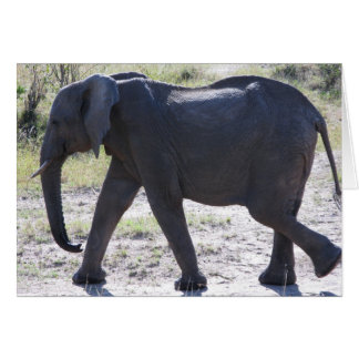 Juvenile Elephant Hälsningskort