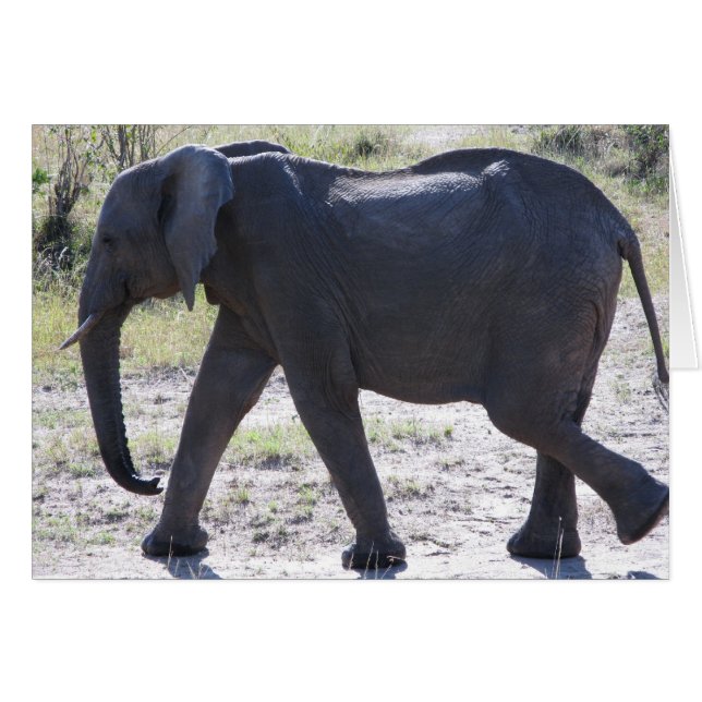 Juvenile Elephant Hälsningskort (Framsidan Horizontal)