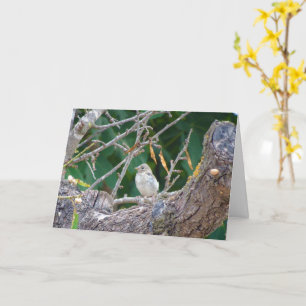 Juvenile Goldfinch in Almond Träd Card Kort