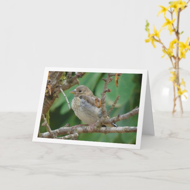 Juvenile Goldfinch in Almond Träd Card Kort (Gul blomma)
