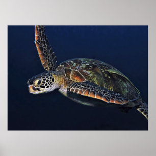 Juvenile Grönt Turtle Poster