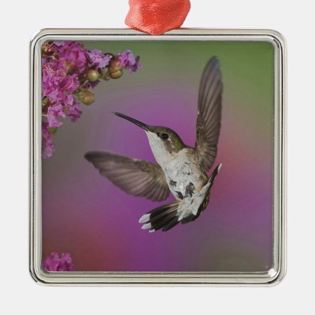 Juvenile han Ruby Throated Hummingbird Julgransprydnad Metall (Framsidan)