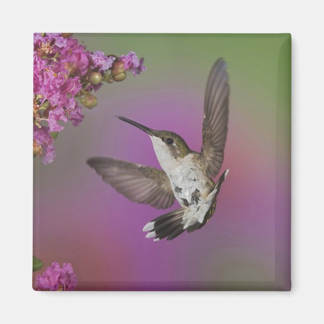 Juvenile han Ruby Throated Hummingbird Magnet (Framsidan)