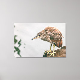 Juvenile Heron Canvastryck