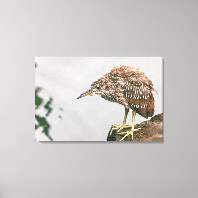 Juvenile Heron Canvastryck (Framsida)