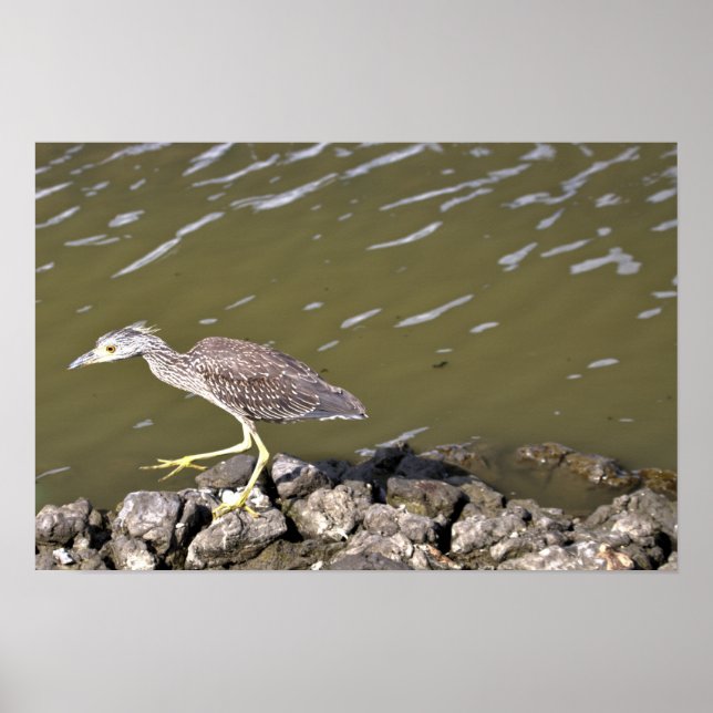 Juvenile Heron Poster (Framsidan)