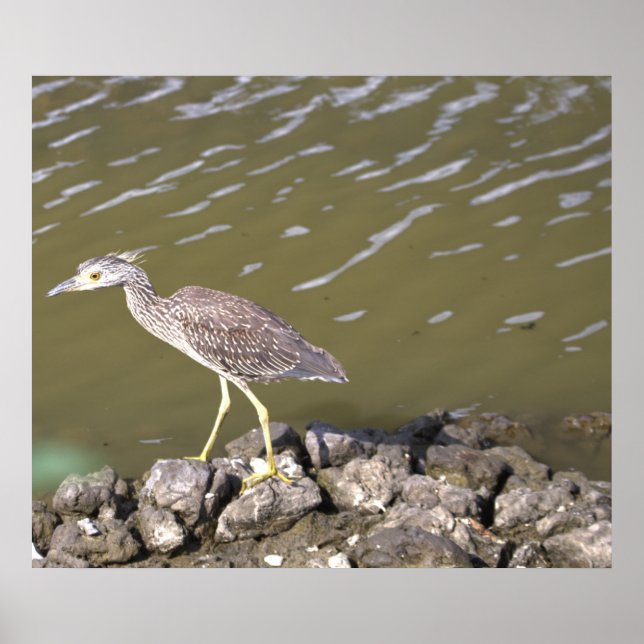 Juvenile Heron Poster (Framsidan)